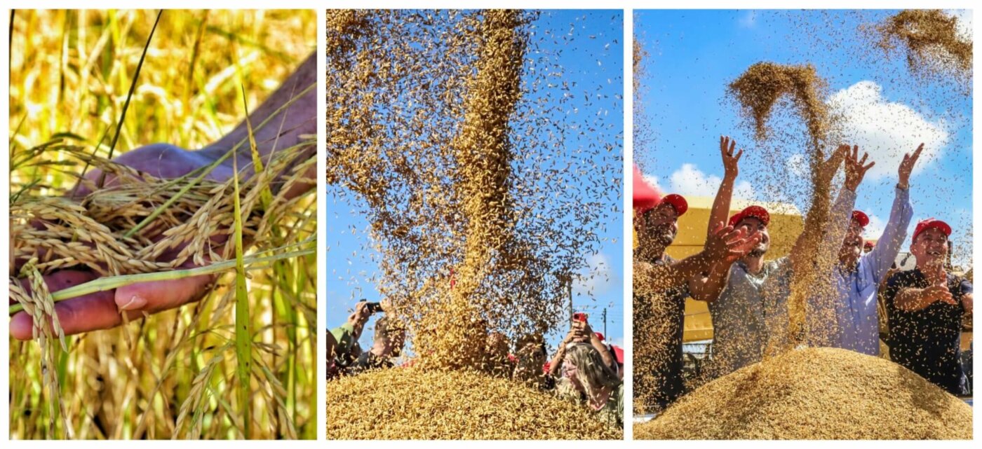 MST celebra a maior produção de arroz agroecológico da América Latina: 14 mil toneladas, no RS